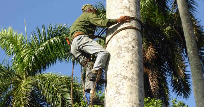 Desmochador de palmas en Cuba.