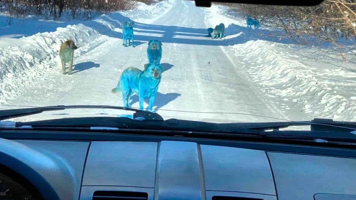 Los perros azules de Rusia