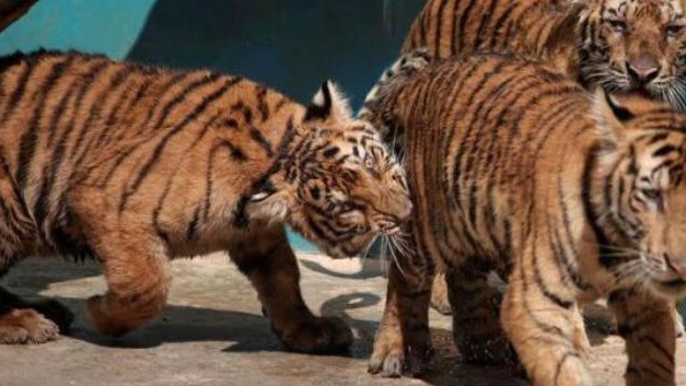 Cachorros de tigre en el Zoológico Nacional de Cuba.