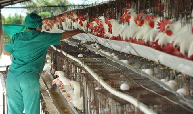 Trabajadora en una granja de gallinas en Cuba.