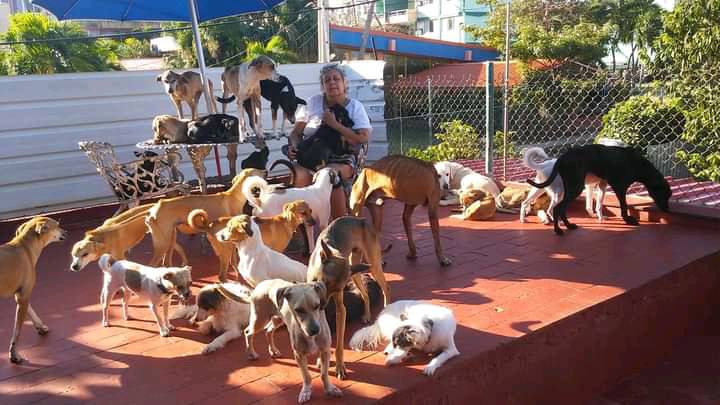 Yeraldine Fleitas Valdés con sus perros rescatados.
