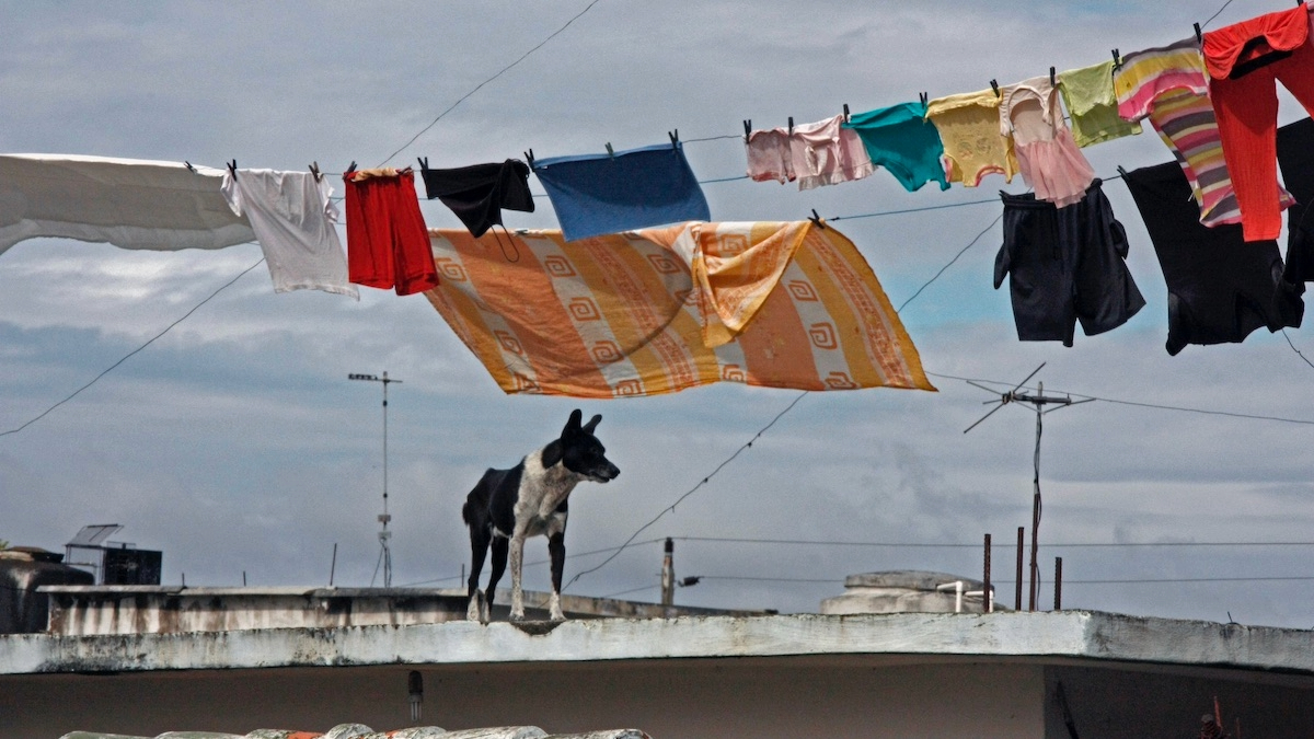 Un perro en una azotea en Cuba.