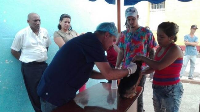 Un veterinario atiende a un perro en Cuba en 2019. 